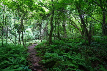 vines and mossy old trees in dense spring forest