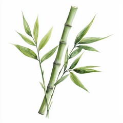 Obraz premium Simple watercolor sugarcane, isolated on a white background.