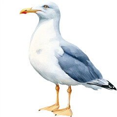 Seagull watercolor clipart illustration isolated