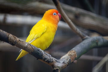 A yellow and orange bird is perched on a branch.. Fischers Lovebird