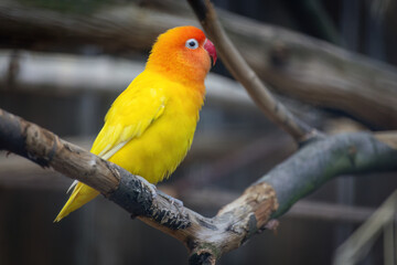 A yellow and orange bird is perched on a branch.. Fischers Lovebird