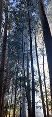 smoke with trees
