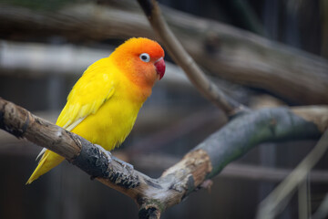 A yellow and orange bird is perched on a branch.. Fischers Lovebird