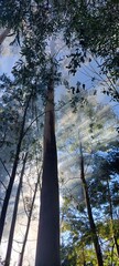 trees in the forest