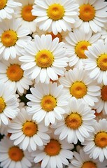 Obraz premium Pile of white daisy flowers seamless pattern background and wallpaper