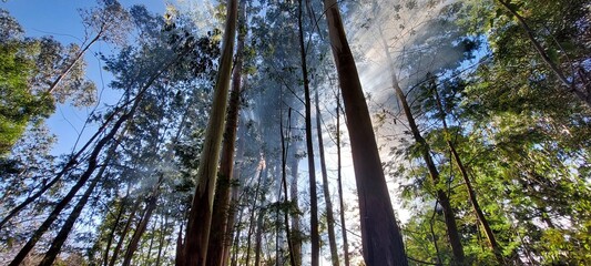 sun in the forest