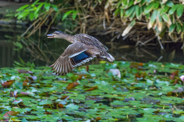 A duck is flying over a pond with green leaves
