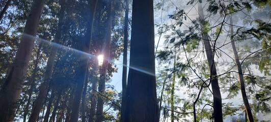 reflection of trees and smoke