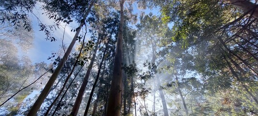 sunset in the forest