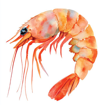recommend clip art: Shrimp watercolor clipart illustration isolated
