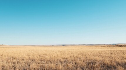 Obraz premium Vast golden fields roll beneath a limitless azure expanse, celebrating the serenity of untouched nature.