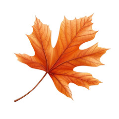 Obraz premium A vibrant orange maple leaf showcasing intricate details and a rich texture, perfect for autumn-themed designs and illustrations.