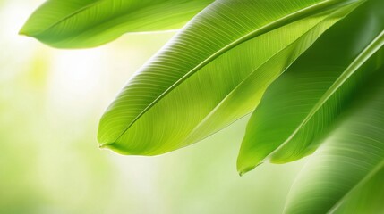 Close-up of green leaves with soft shadows, creating a fresh and organic natural background.