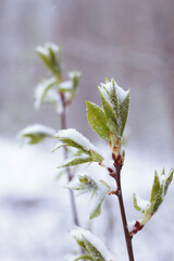 the green tree branch covered with snow