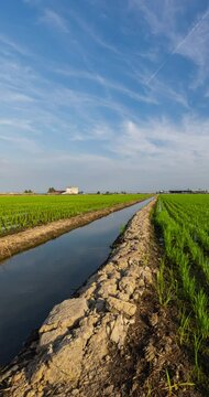 Morning sun over a green rice paddy field. Vertical 4k tracking time lapse beside the water supply canal. White veil clouds moving in blue sky. Agriculture field. Mirroring of the heaven in the water