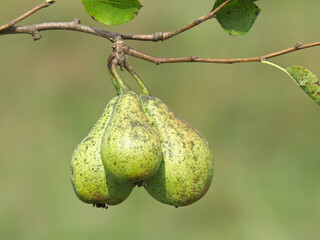 Wild pear branch with ripe fruits in autumn