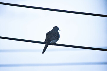 electricity wire and a bird in sky background