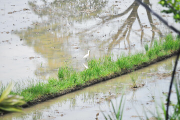 Pacific Reef Egret or Egretta sacra bird , heron in the field