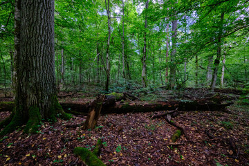 Summertime deciduous forest with broken old trees