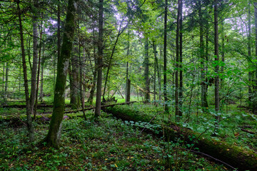 Summertime deciduous forest with broken old trees
