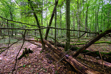Summertime deciduous forest with broken old trees