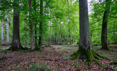 Summertime deciduous forest with broken old trees