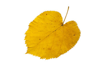 Yellow linden tree leaf isolated transparent png.