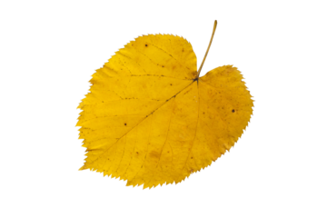Yellow linden tree leaf isolated transparent png.
