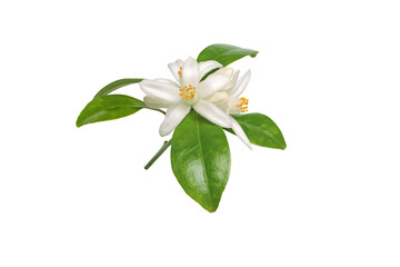 Fototapeta premium Neroli flowers bunch isolated transparent png