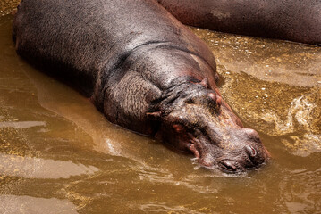 Hippopotamus resting and playing in muddy water in Bannerghatta Biological Park