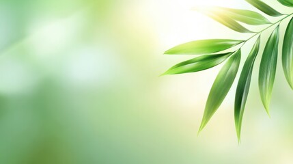 Obraz premium Gentle green blur with a soft-focus effect and subtle gradients, ideal for creating a calm and inviting design backdrop