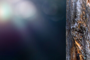 A tree trunk and nature background. A natural plain background.