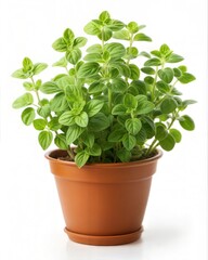 Oregano Plant with Leaves