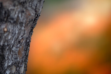 A tree trunk and nature background. A natural plain background.