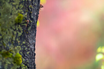 A tree trunk and nature background. A natural plain background.