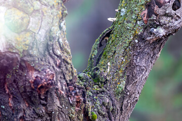 A tree trunk and nature background. A natural plain background.