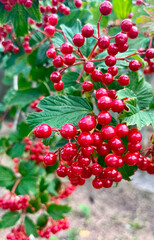 Obraz premium A close-up image of a tree branch with vibrant red clusters of viburnum berries and lush green leaves