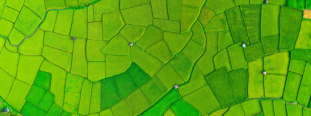 Aerial top view of the green and yellow rice field. Natural the texture for background