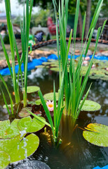Blooming lilies in an artificial pond, accompanied by tall green reeds, creating a tranquil water scene with vibrant flowers and lush greenery.