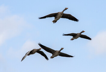 Greylag Geese in flight against a blue sky
