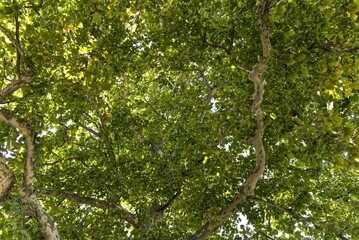 The foliage of an old plane tree seen from below.
