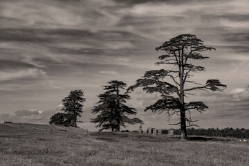 Three trees in black and white against a light cloudy sky
