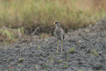 Gray-headed Lapwing in the farmland. Grey-headed Lapwing foraging in farmland and it looks camouflaged.