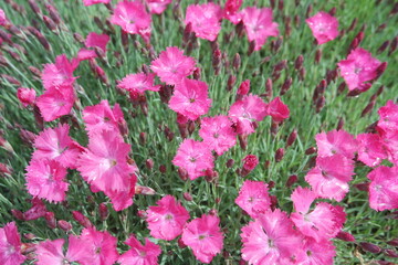 Dianthus chinensis Chinese Pink Flowers