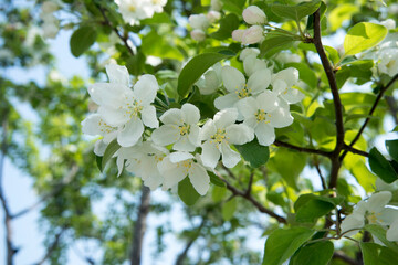 Malus prunifolia Crab Apple Tree Branch With White Flowers And Buds