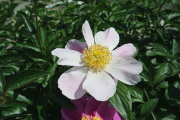 Paeonia lactiflora Chinese Peony Flowers In Full Bloom With Yellow Stamens