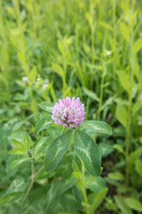 Red Clover Trifolium pratense Cow Grass Wild Clover Pink Flowers Head With Green Leaves