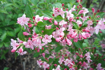 Weigela florida Cluster Flowers With Green Leaves 