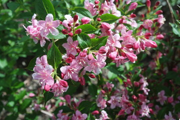 Weigela florida Pink Cluster Flowers With Green Leaves