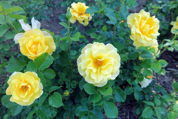 Yellow Rose Flowers In Rose Garden Background